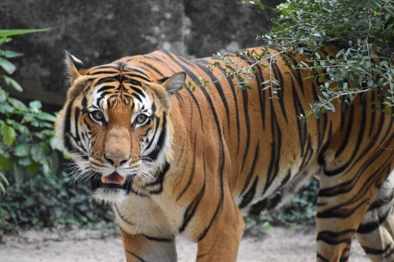 artisticoperations-malaysian-tiger-8363779
