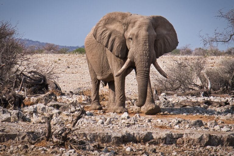 jbauer-fotographie-elephant-3832516