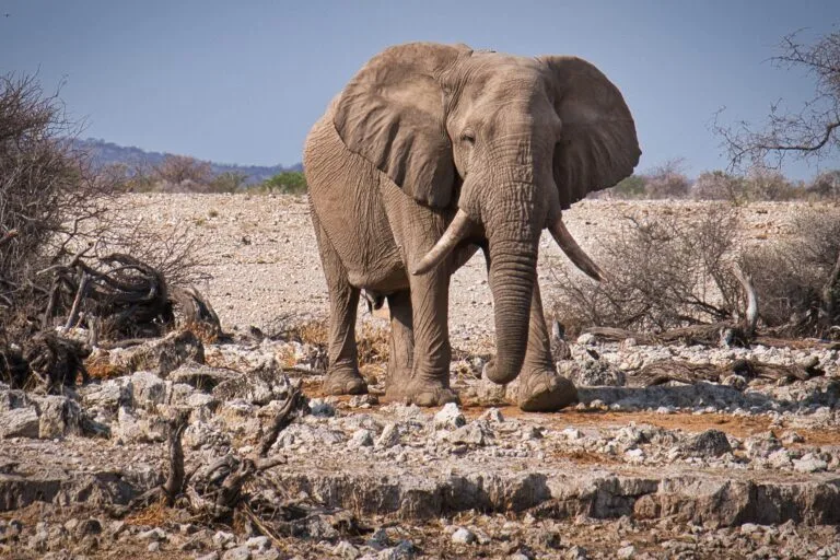jbauer-fotographie-elephant-3832516