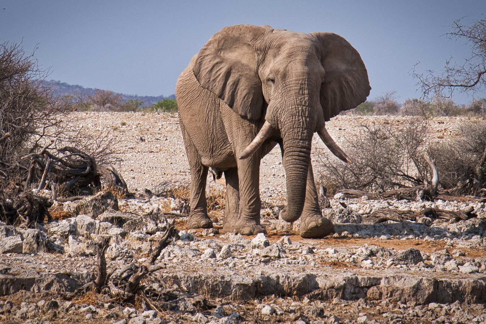 jbauer-fotographie-elephant-3832516