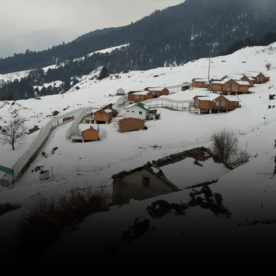 Auli