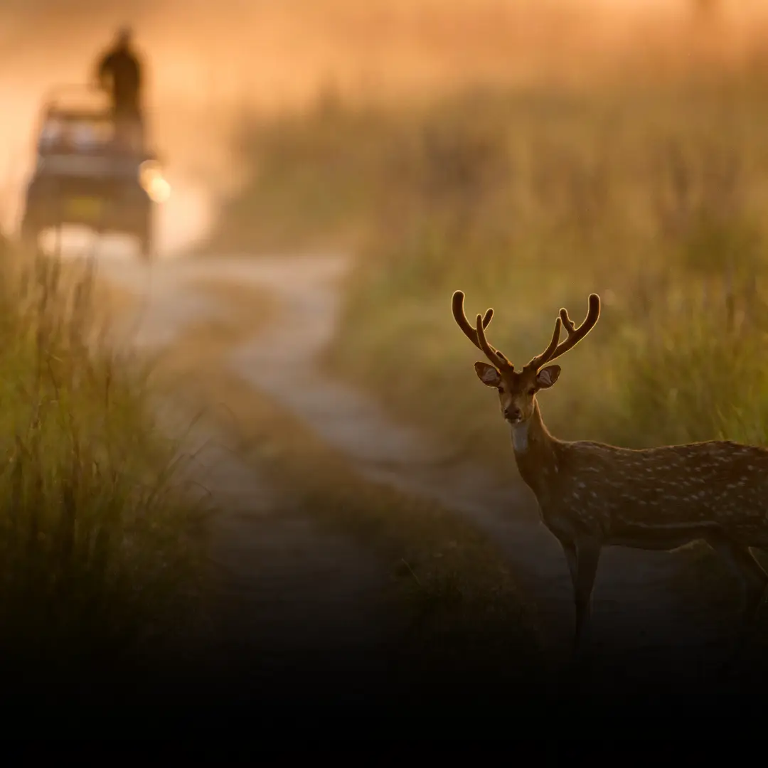 Jim Corbett