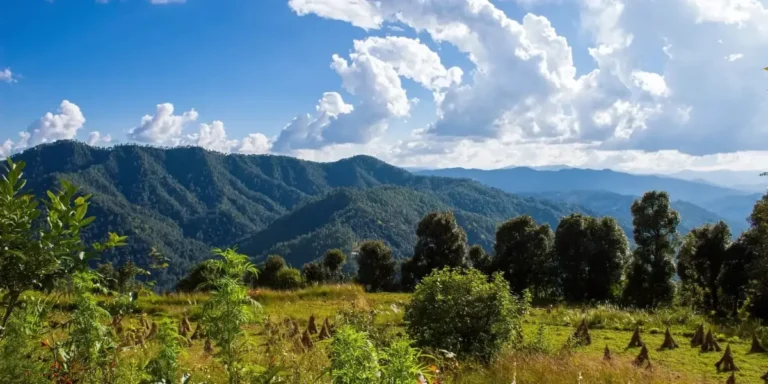 Binsar