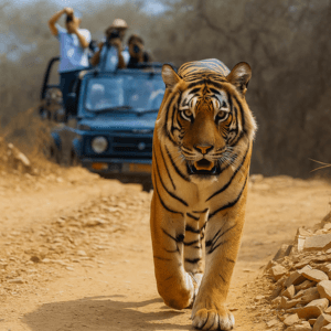 Jim Corbett